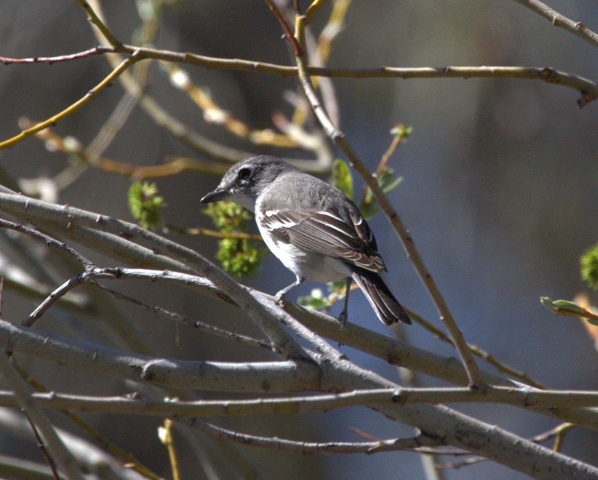 Plumbeous Vireo (Plumbeous) - ML615659936