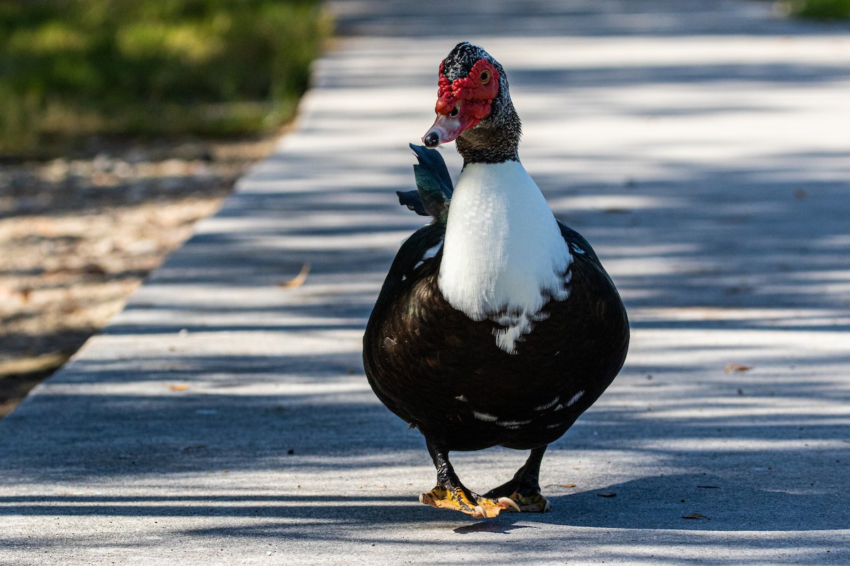 ノバリケン（家畜） - ML615659957