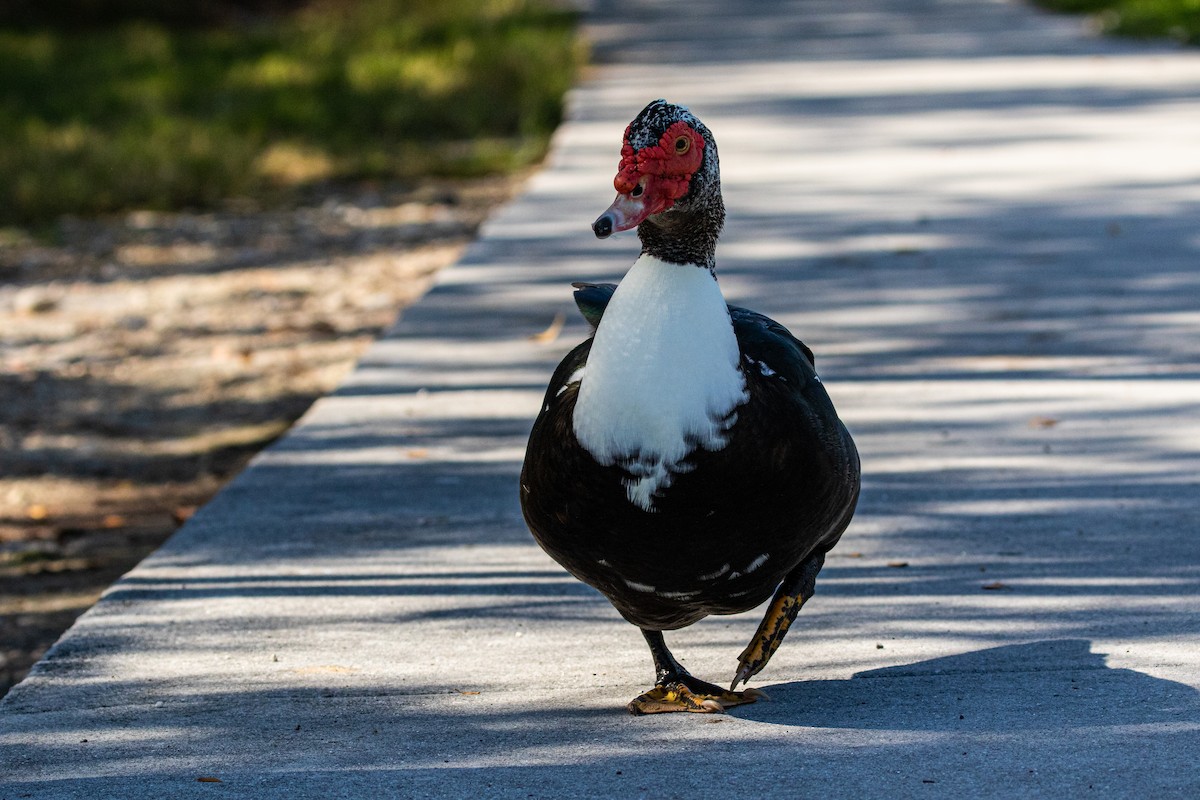 ノバリケン（家畜） - ML615659962