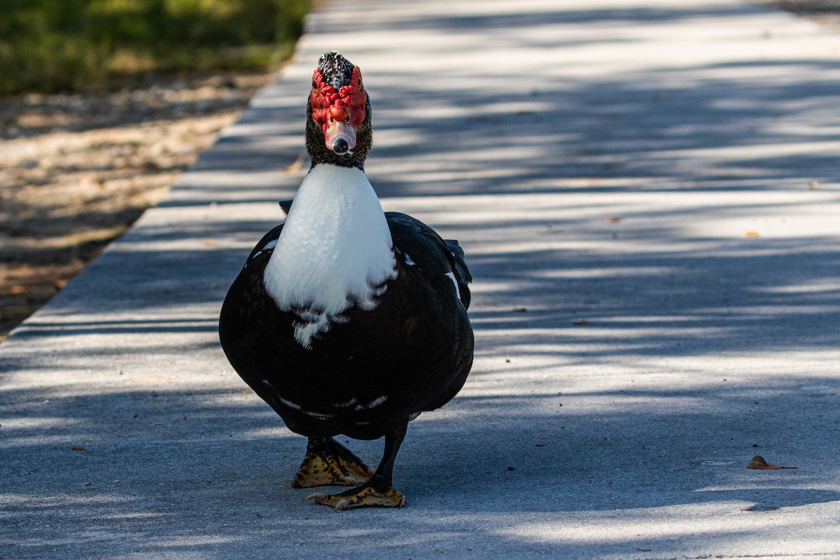 ノバリケン（家畜） - ML615659968