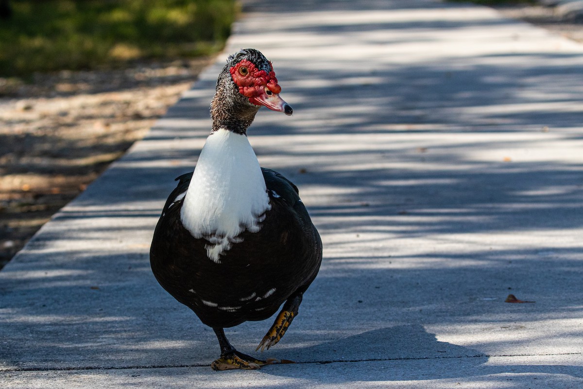 ノバリケン（家畜） - ML615659978