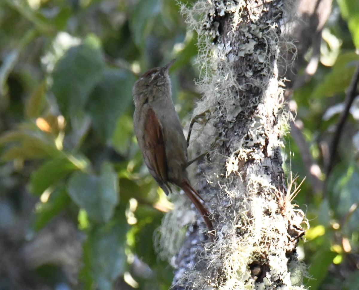 Streak-capped Spinetail - ML615660000