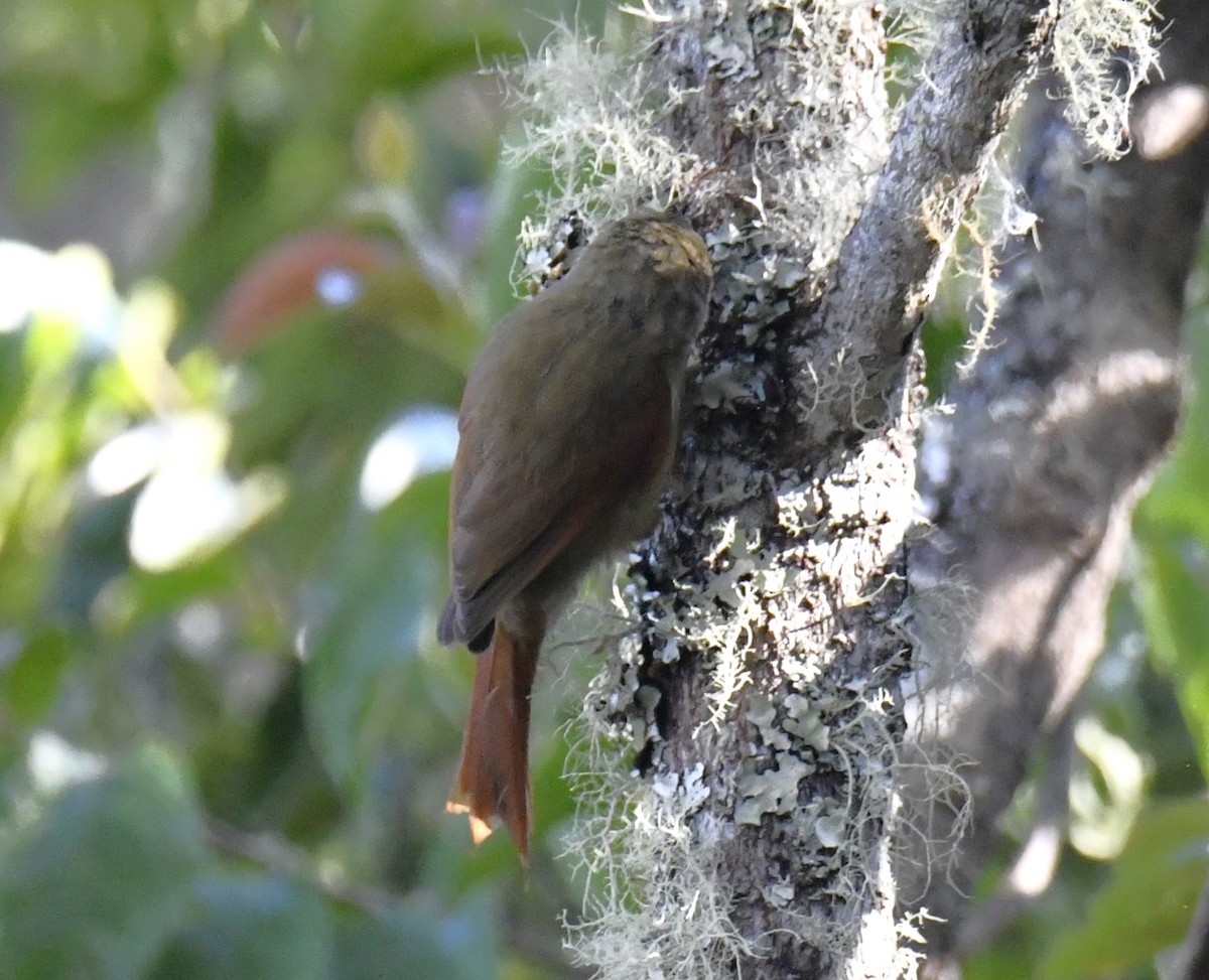 Streak-capped Spinetail - ML615660009