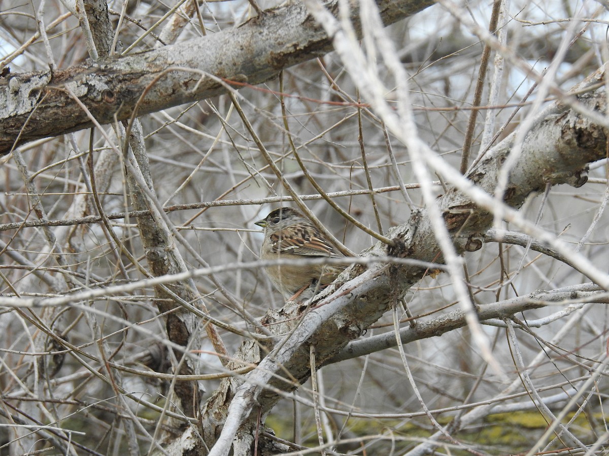 Golden-crowned Sparrow - ML615660042