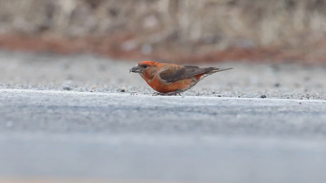 Red Crossbill (Northeastern or type 12) - ML615660095