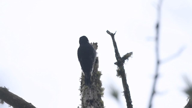 Black-backed Woodpecker - ML615660146
