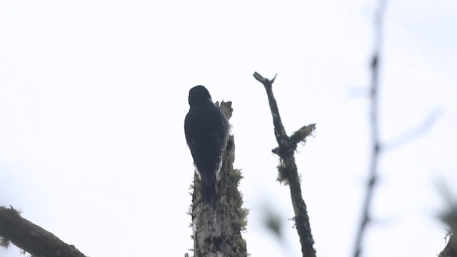 Дятел північний - ML615660146