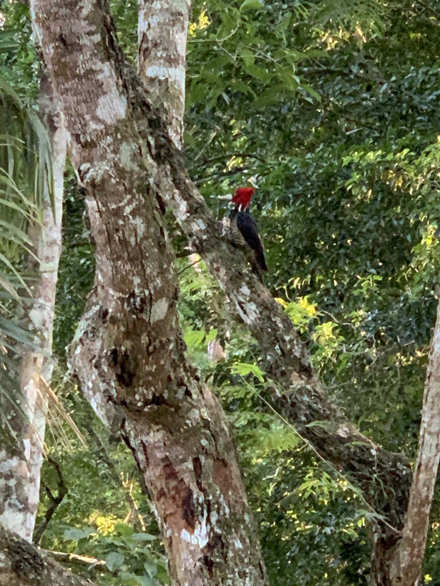 Pale-billed Woodpecker - ML615660163