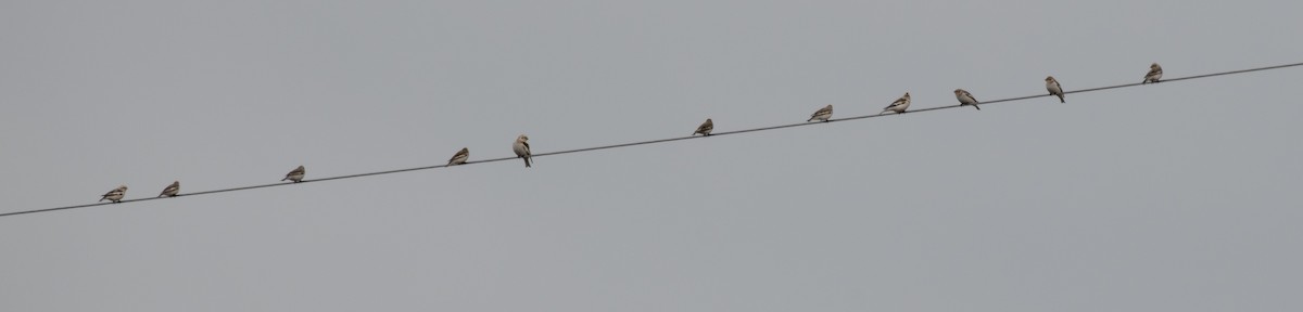 Snow Bunting - ML615660195