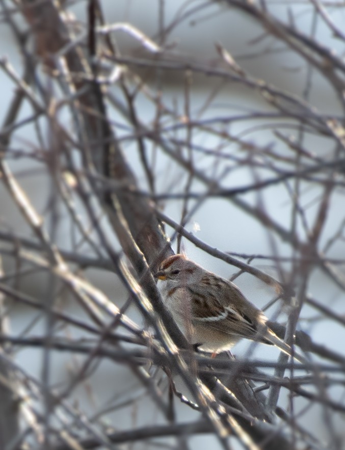 American Tree Sparrow - ML615660216