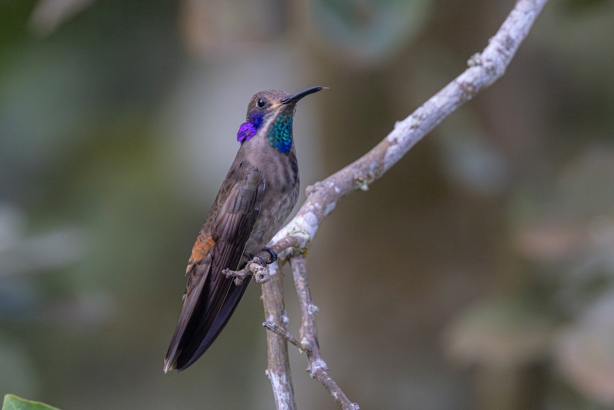 kolibřík fialovouchý - ML615660269
