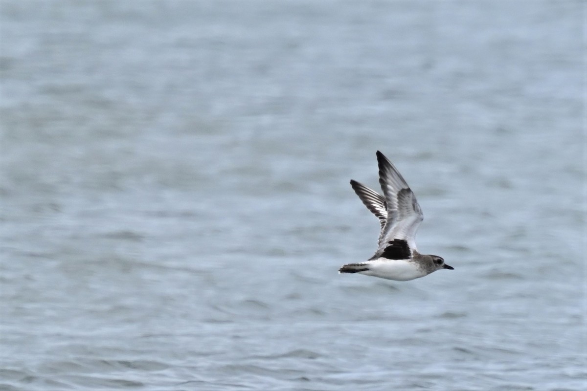 Black-bellied Plover - ML615660271