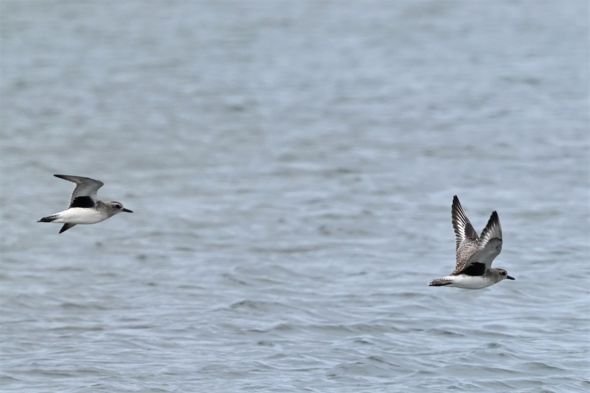 Black-bellied Plover - ML615660272