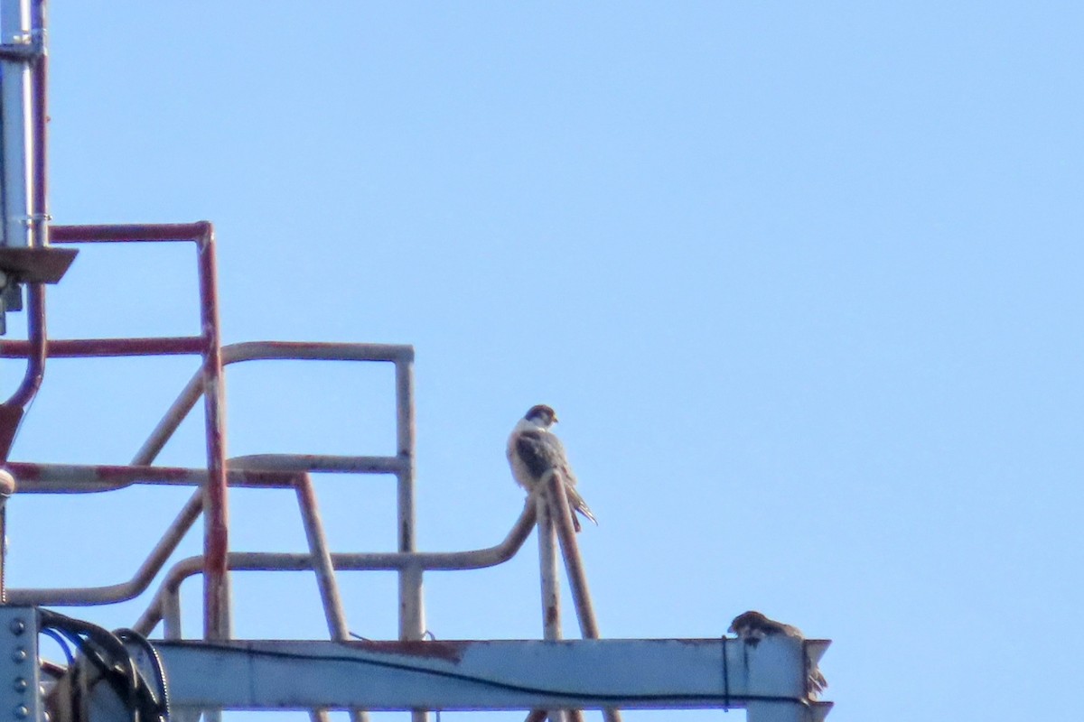 Peregrine Falcon - Johanne Simard