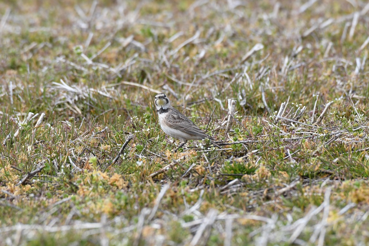 Horned Lark - ML615660286