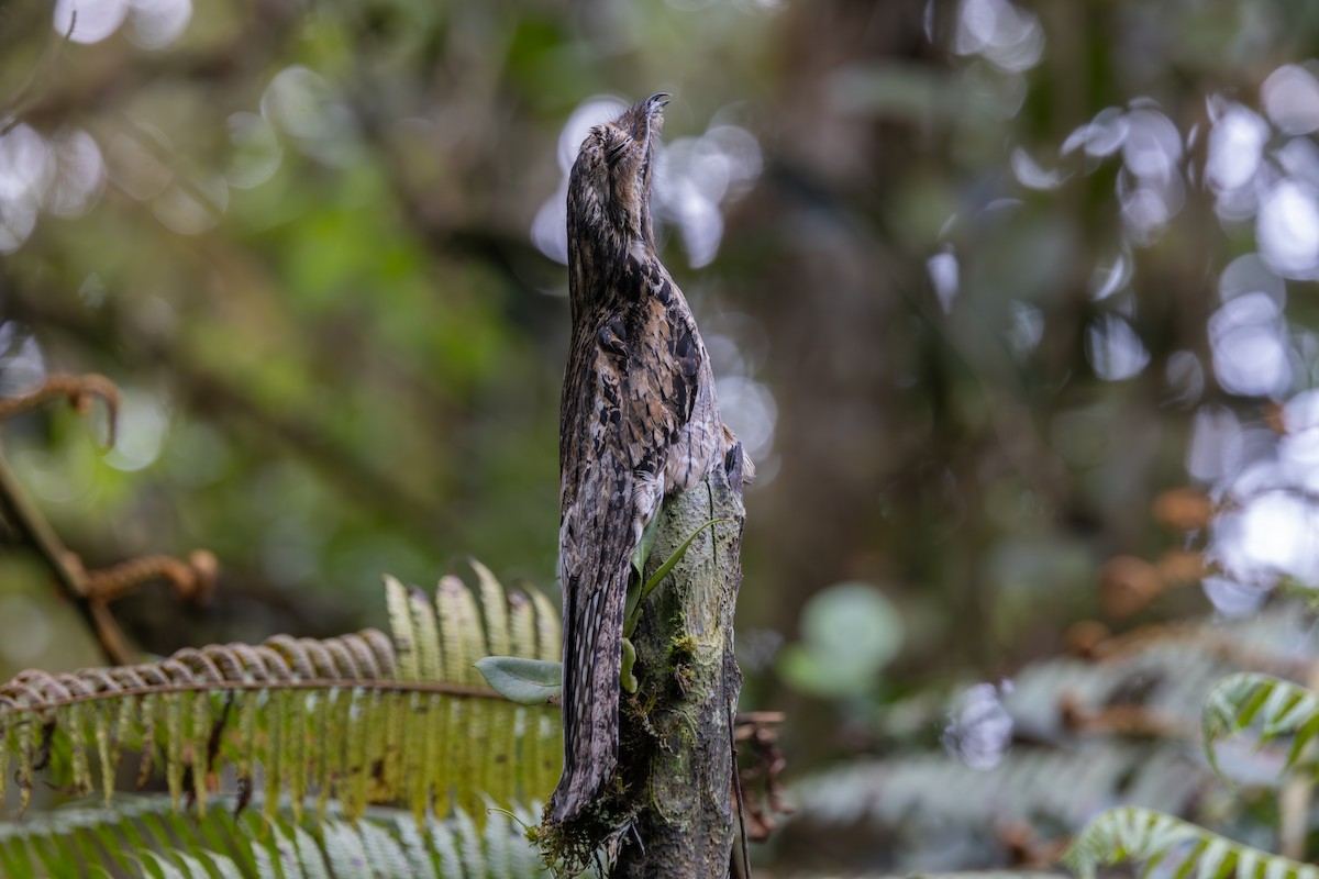 Common Potoo - ML615660287