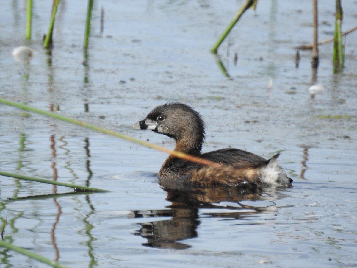 Pied-billed Grebe - ML615660288