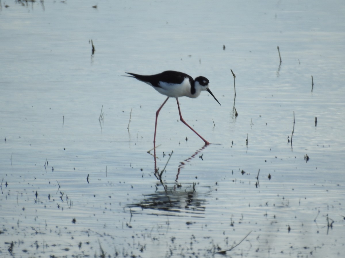 Black-necked Stilt - ML615660291