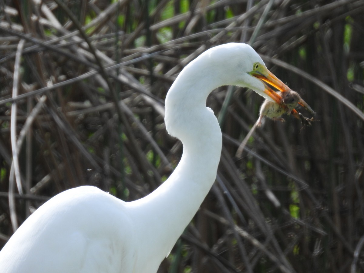 Great Egret - ML615660297