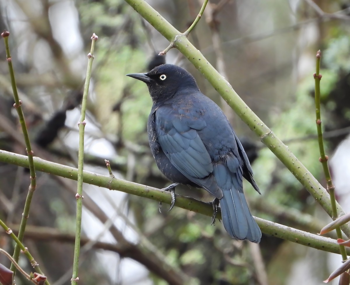 Rusty Blackbird - ML615660334