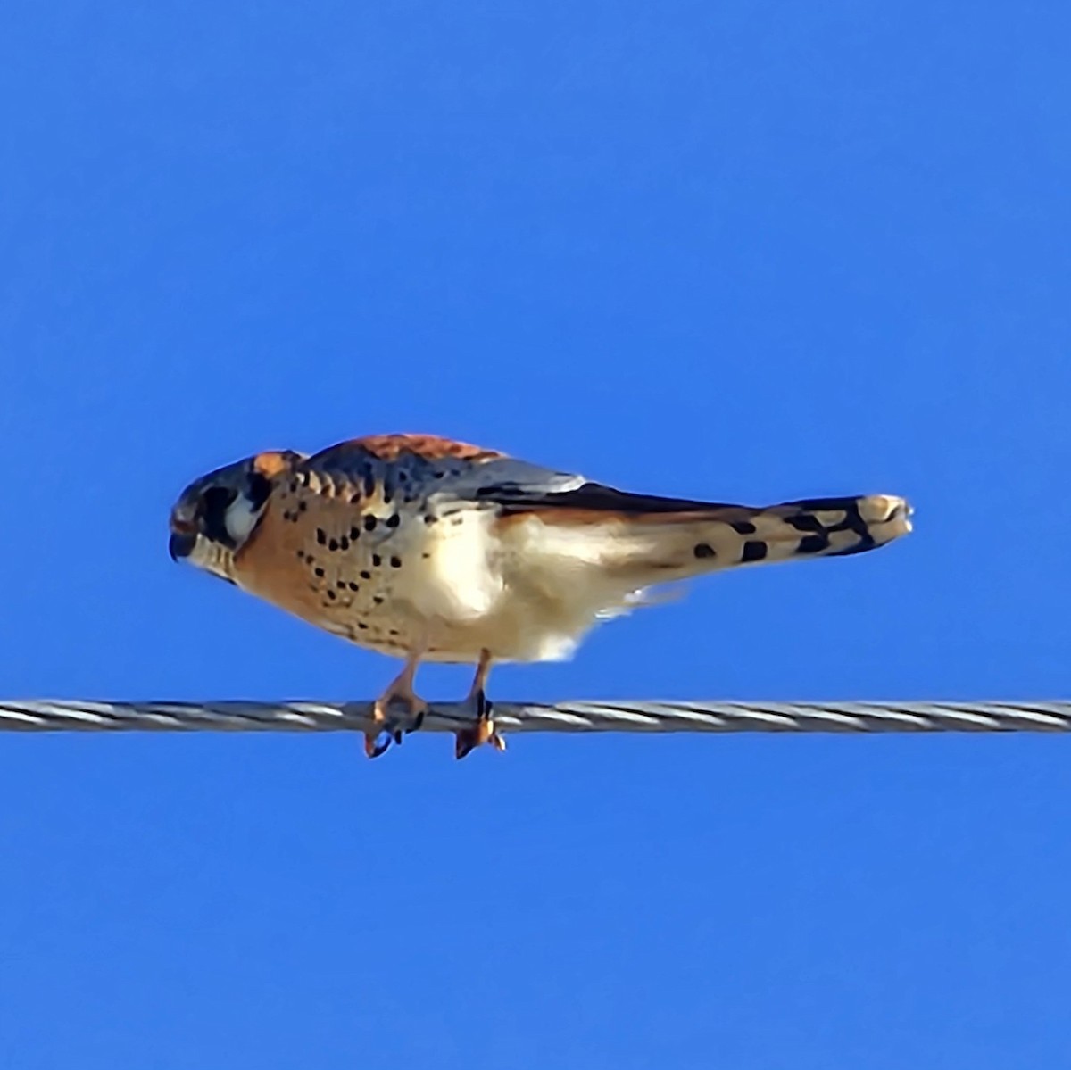 American Kestrel - ML615660393