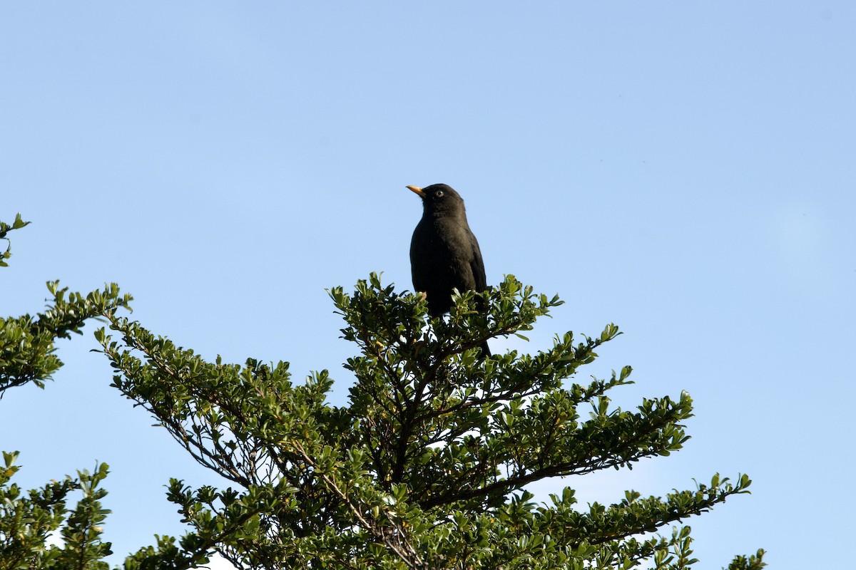 Sooty Thrush - ML615660402