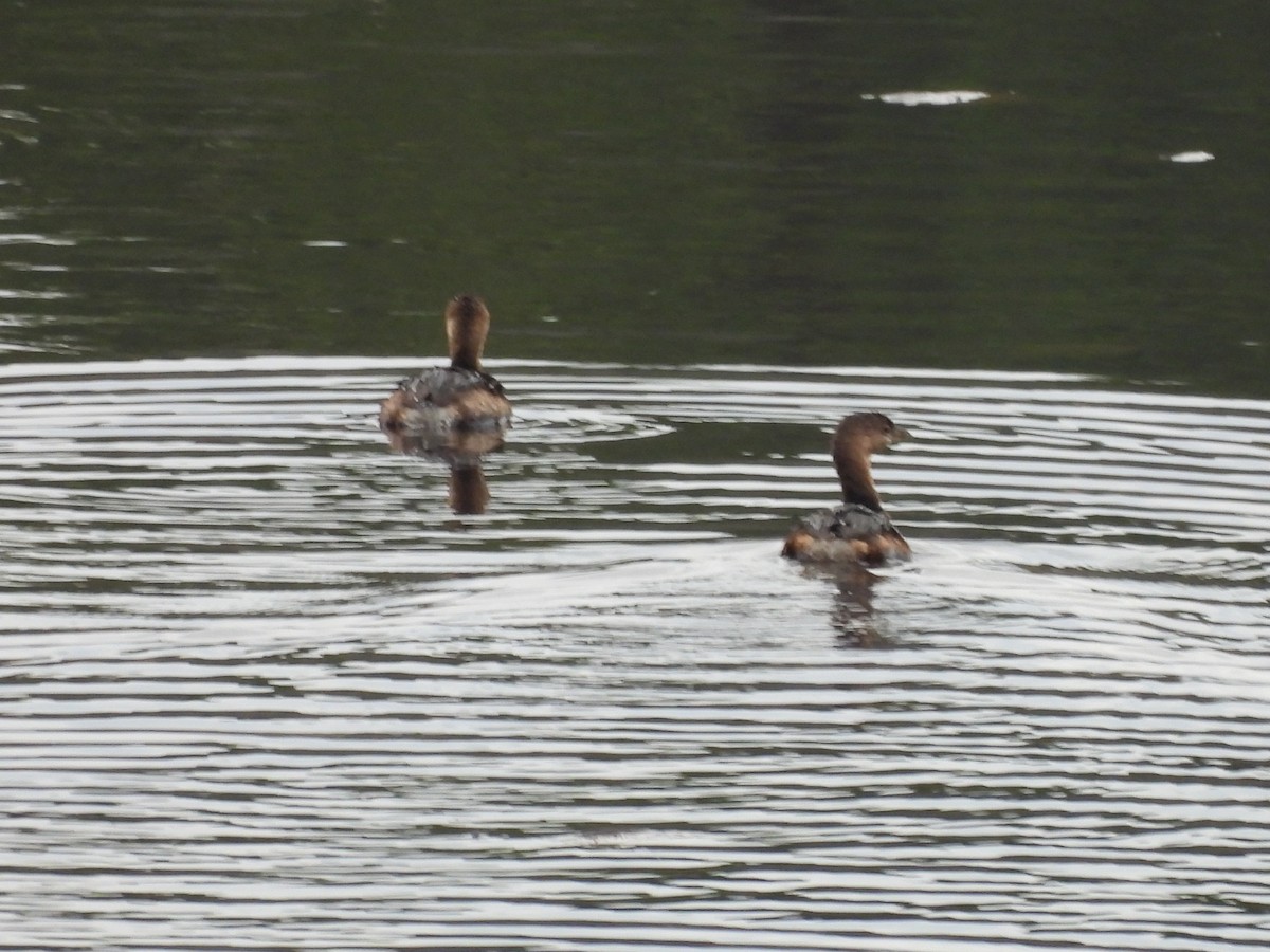 Pied-billed Grebe - ML615660407