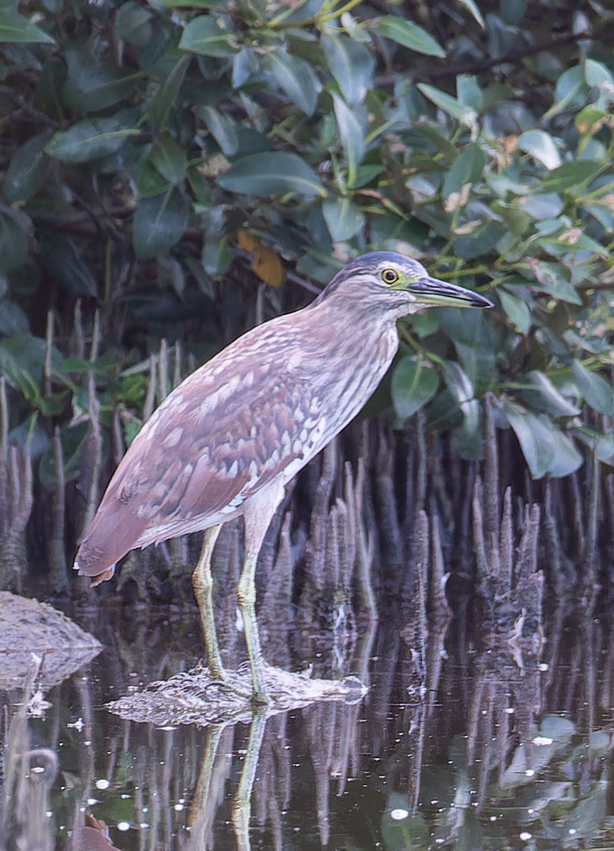 Nankeen Night Heron - ML615660448