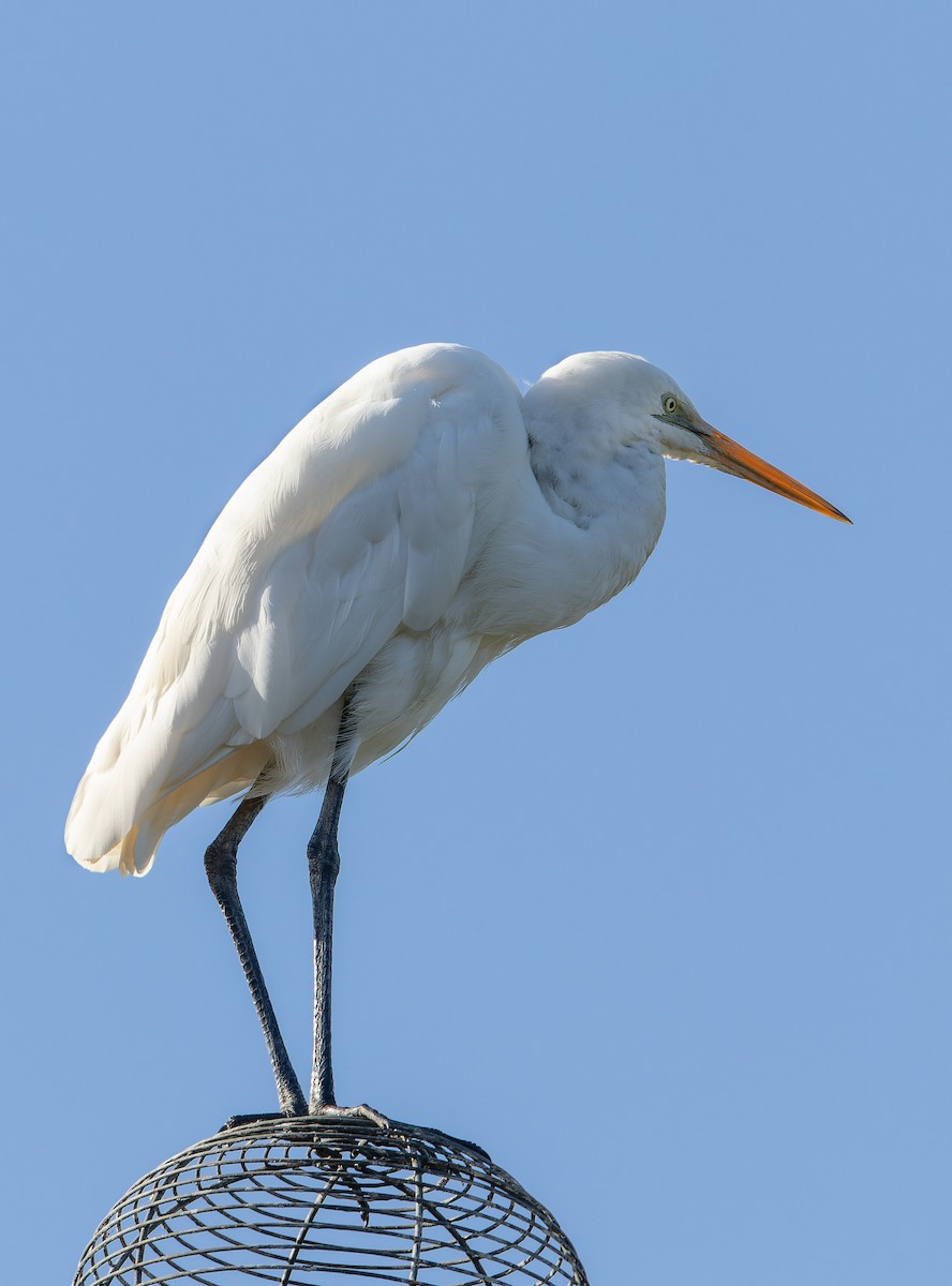 Great Egret - Martin Potter