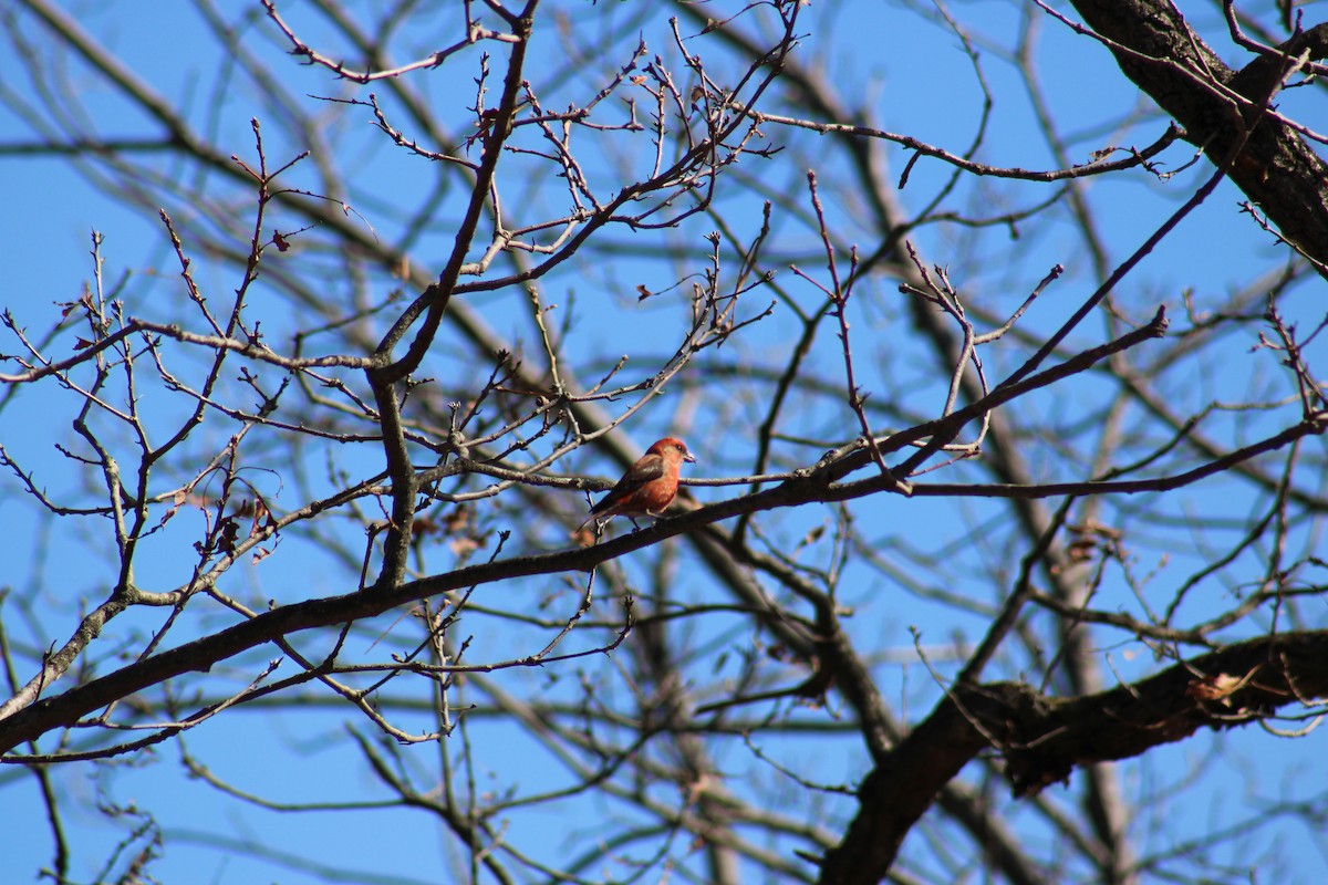 Red Crossbill - ML615660462