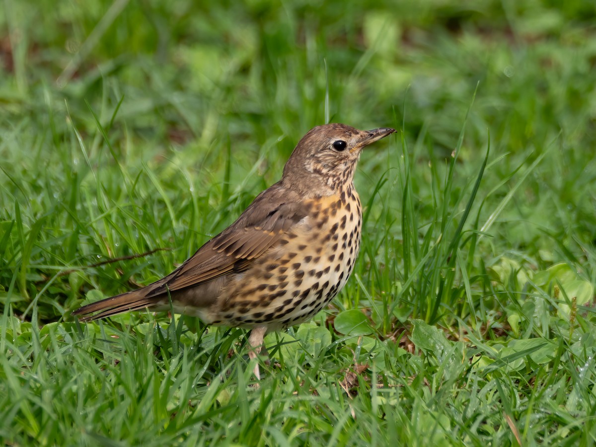 Song Thrush - Jan Lile