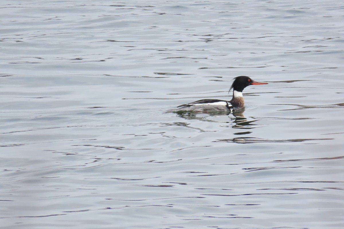 Red-breasted Merganser - ML615660579