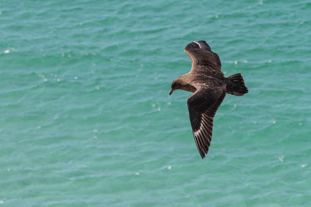 Brown Skua (Falkland) - ML615660594