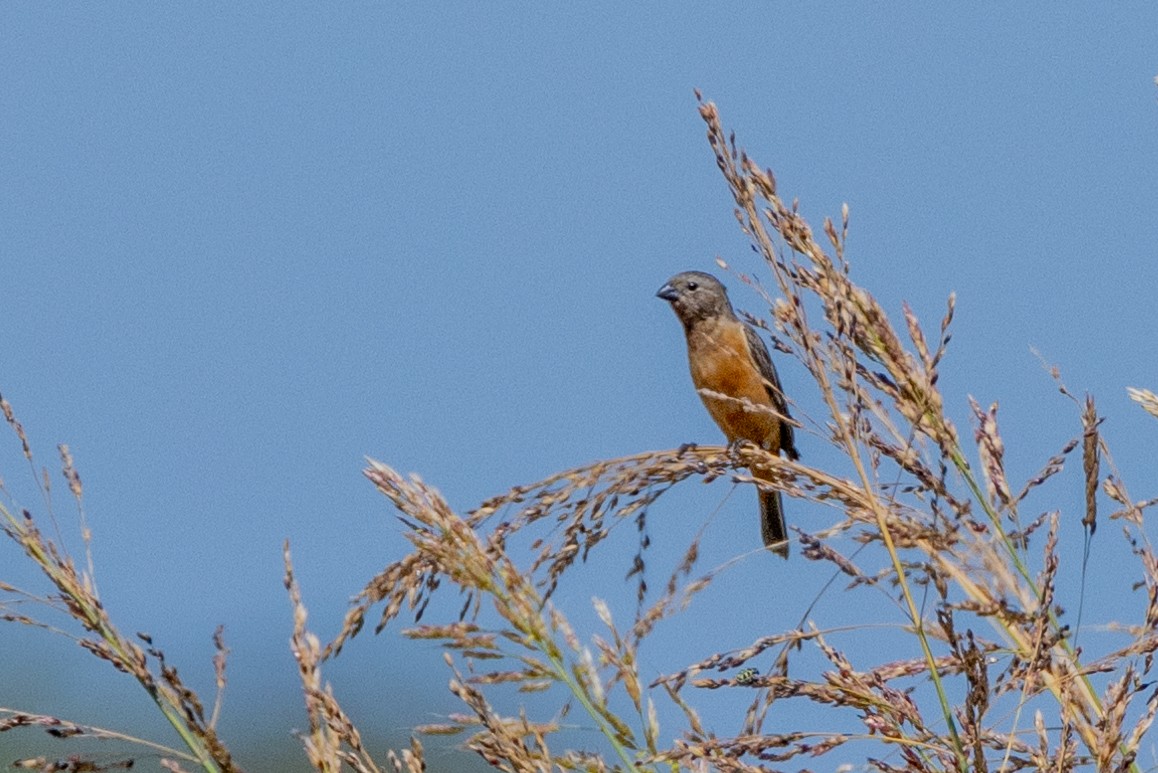 Dark-throated Seedeater - Charlie Bostwick