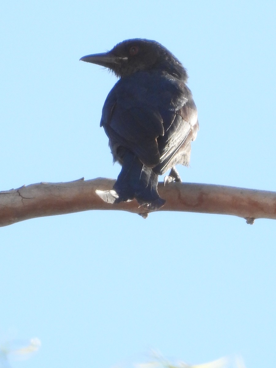 Black Drongo - ML615660713