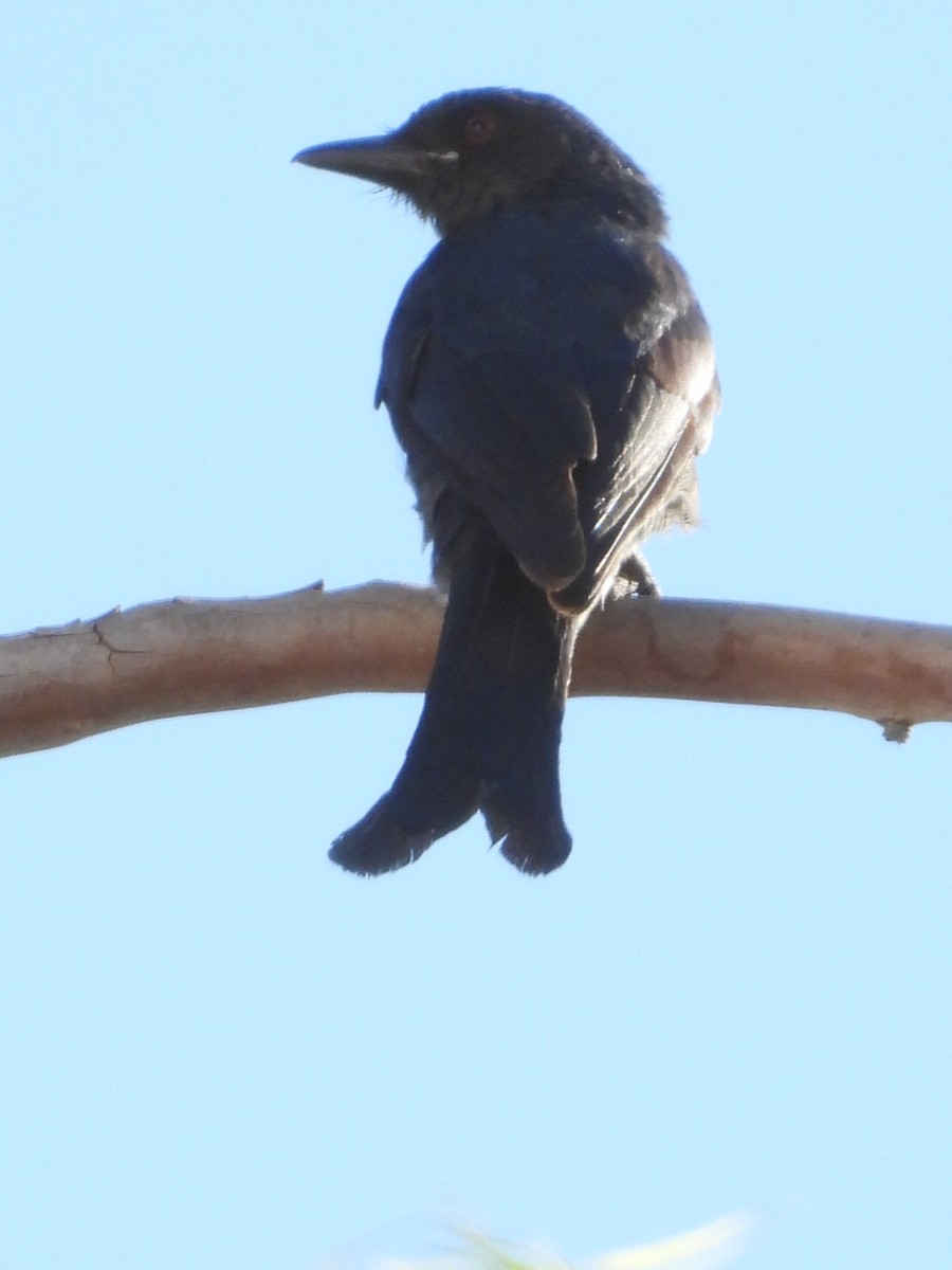 Black Drongo - ML615660714