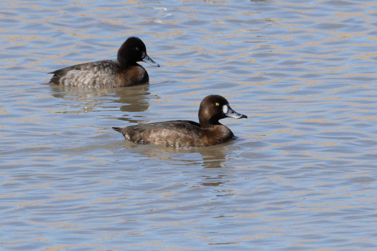 Greater Scaup - ML615660726
