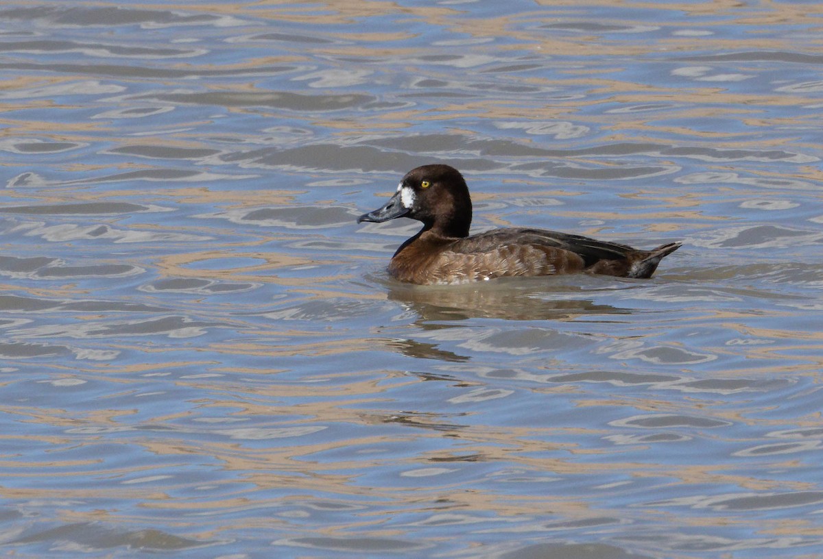 Greater Scaup - ML615660729