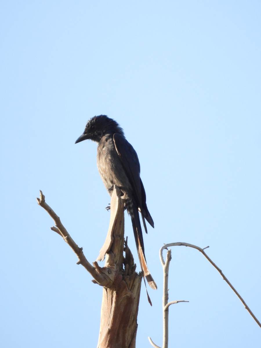 Ashy Drongo - ML615660764