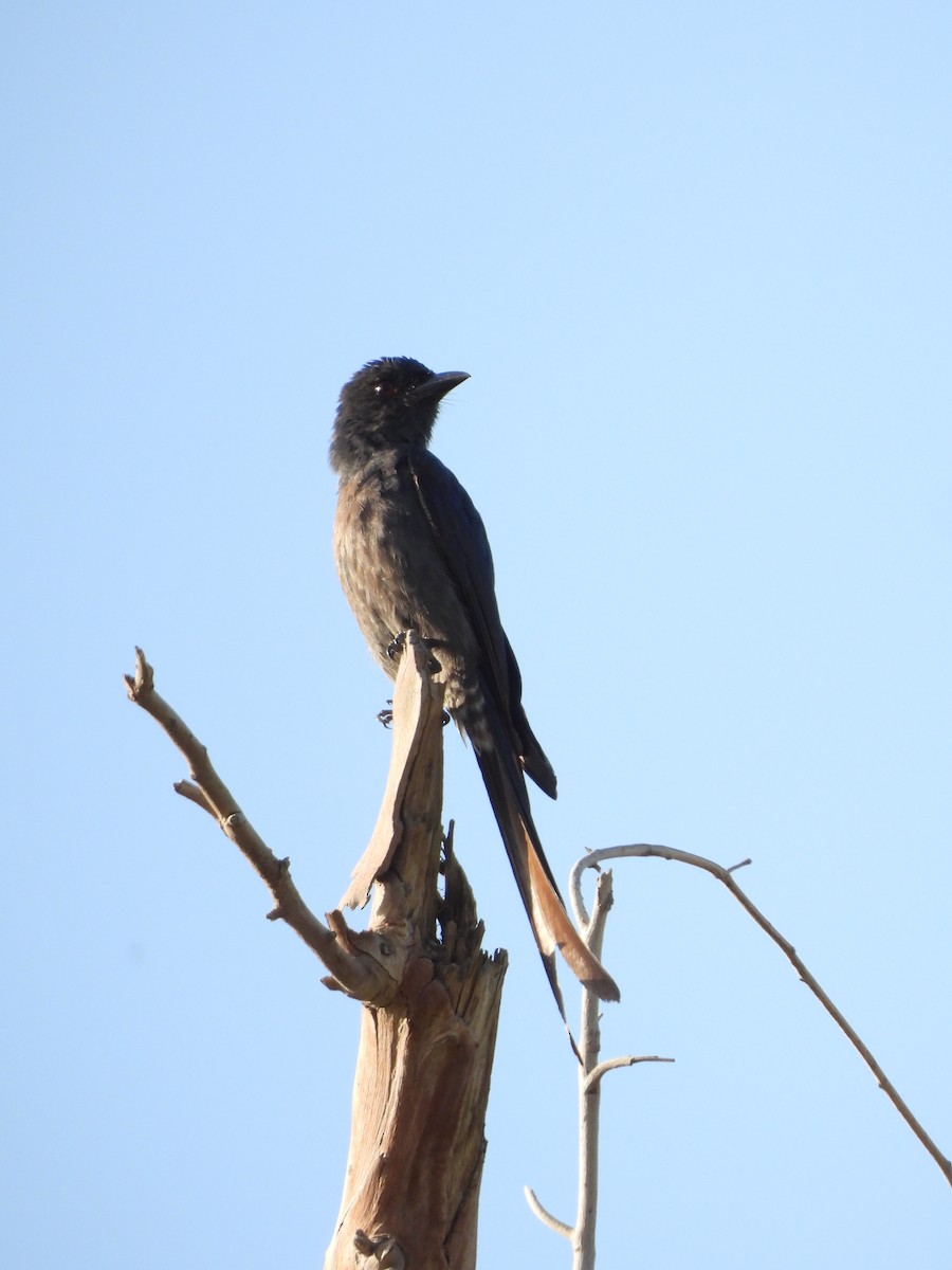 Ashy Drongo - ML615660765