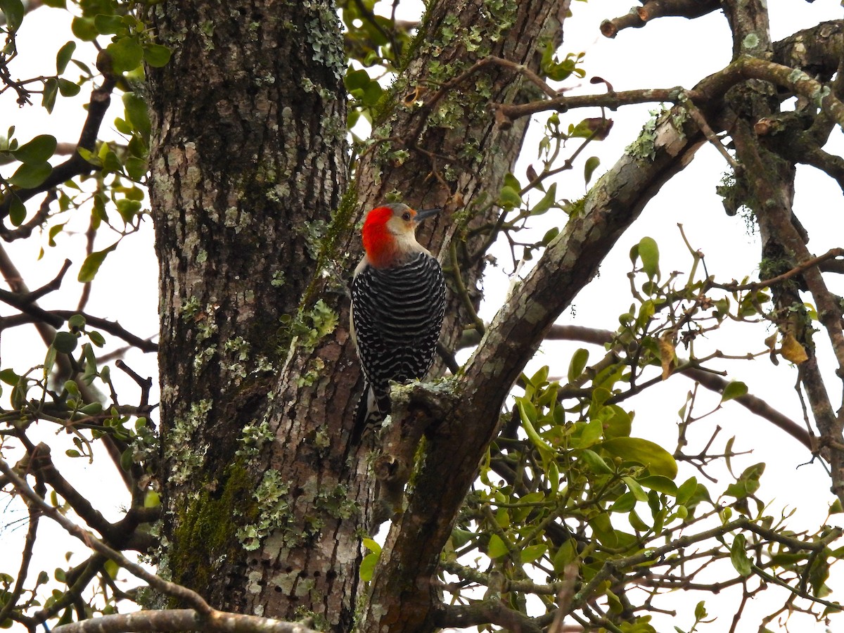 Red-bellied Woodpecker - ML615660788