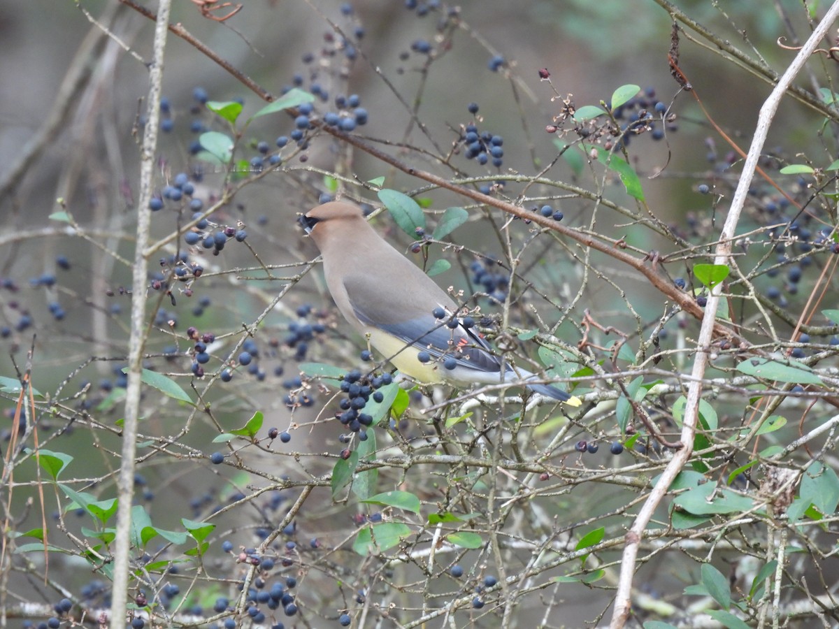 Cedar Waxwing - ML615660794