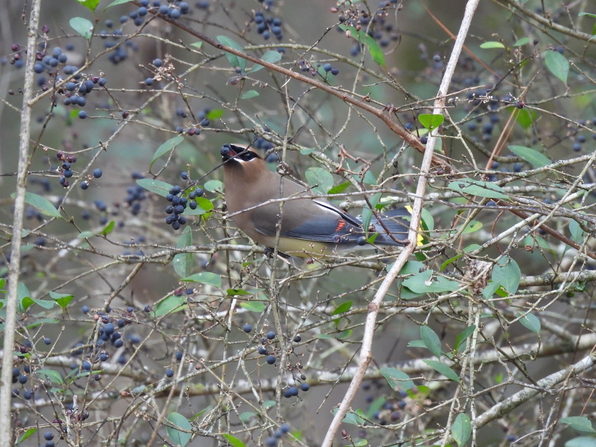 Cedar Waxwing - ML615660795