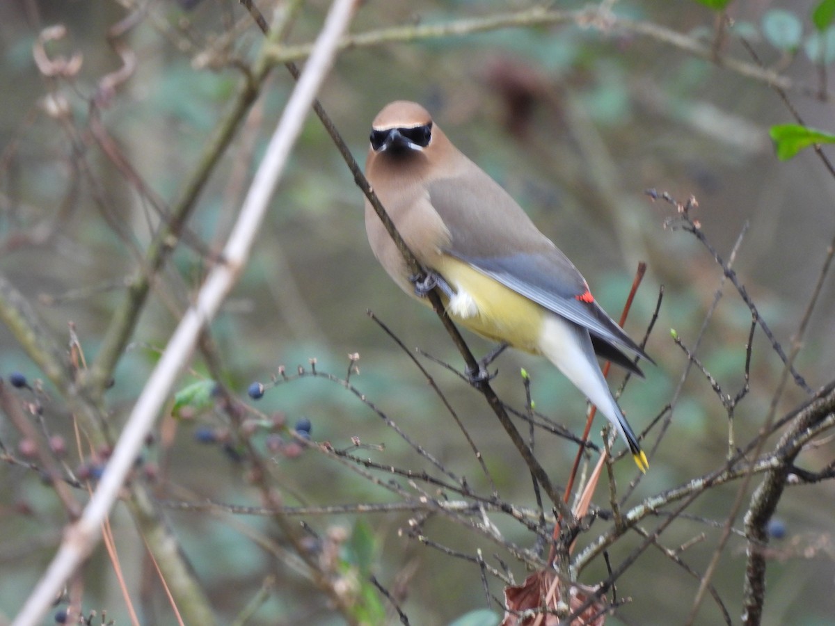 Cedar Waxwing - James Jarosz