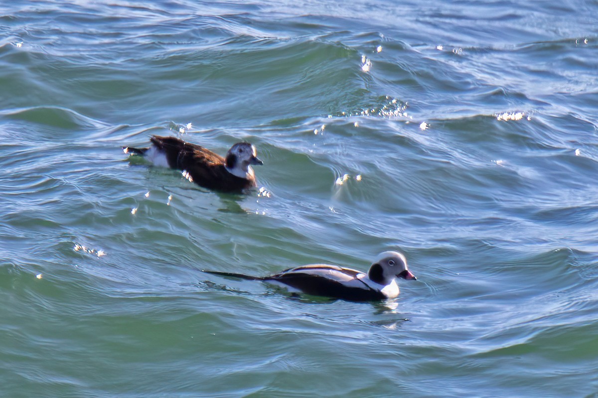 Long-tailed Duck - Natalie Cavalieri