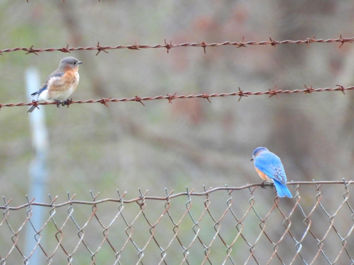 Eastern Bluebird - ML615660809