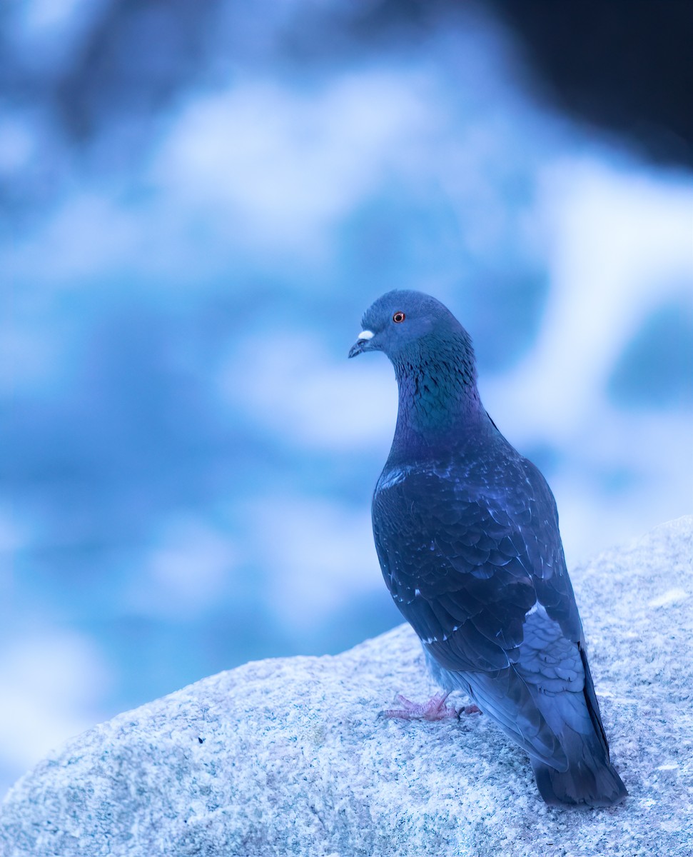 Rock Pigeon (Feral Pigeon) - ML615660812