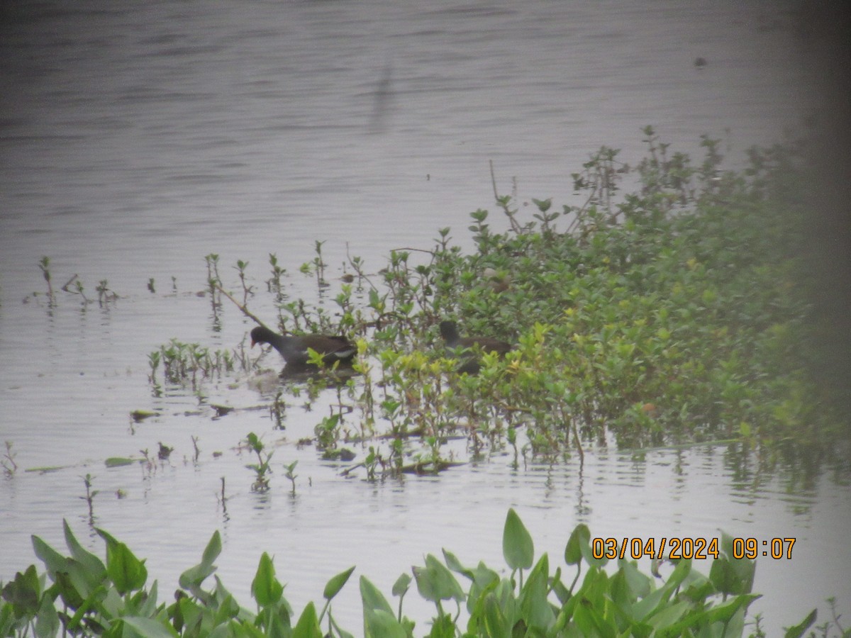 Common Gallinule - ML615660813