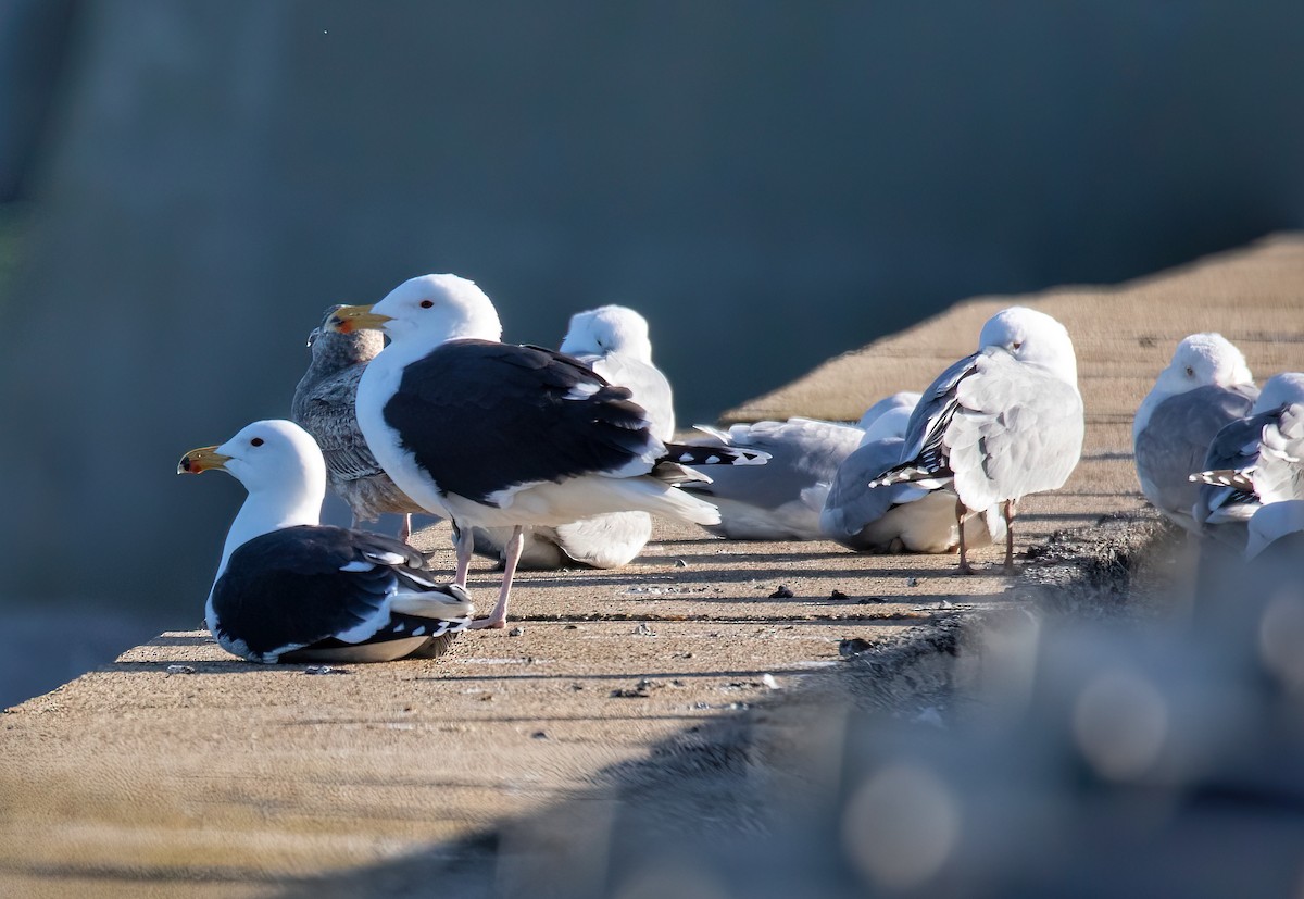 Great Black-backed Gull - ML615660828