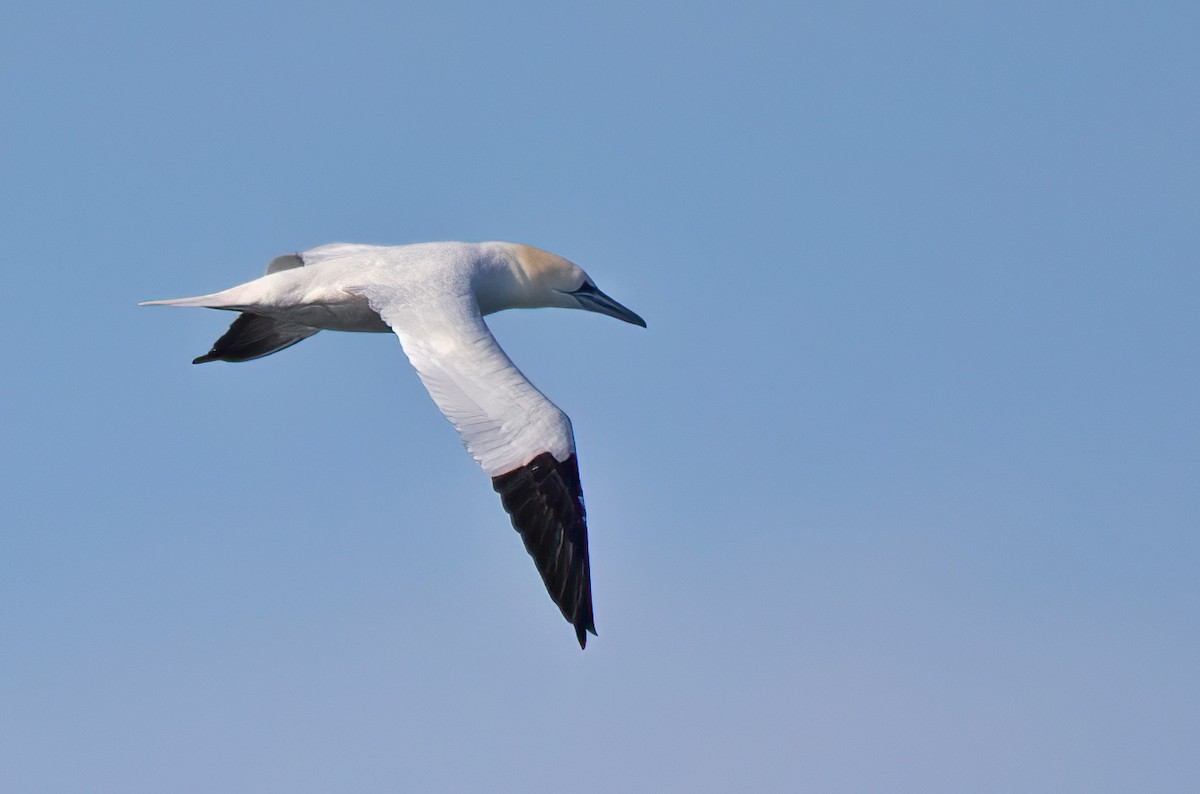 Northern Gannet - ML615660831